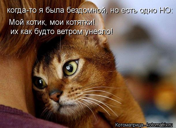 Котоматрица: когда-то я была бездомной, но есть одно НО:  Мой котик, мои котятки! их как будто ветром унесло!