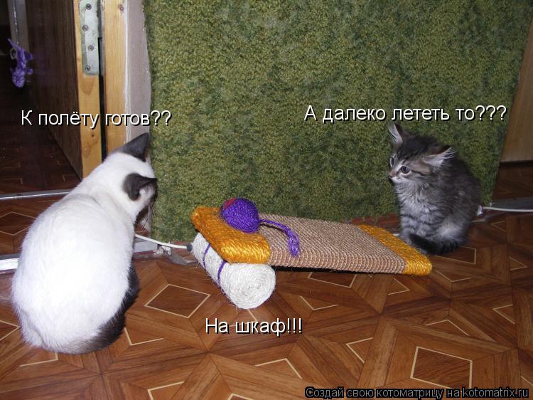 К полёту готов?? А далеко лететь то??? На шкаф!!!... Котоматрица: К полёту готов?? А далеко лететь то??? На шкаф!!!