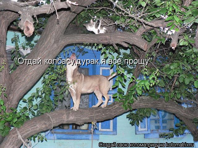 "Отдай колбасу,дурак,я всё прощу"... Котоматрица: "Отдай колбасу,дурак,я всё прощу"
