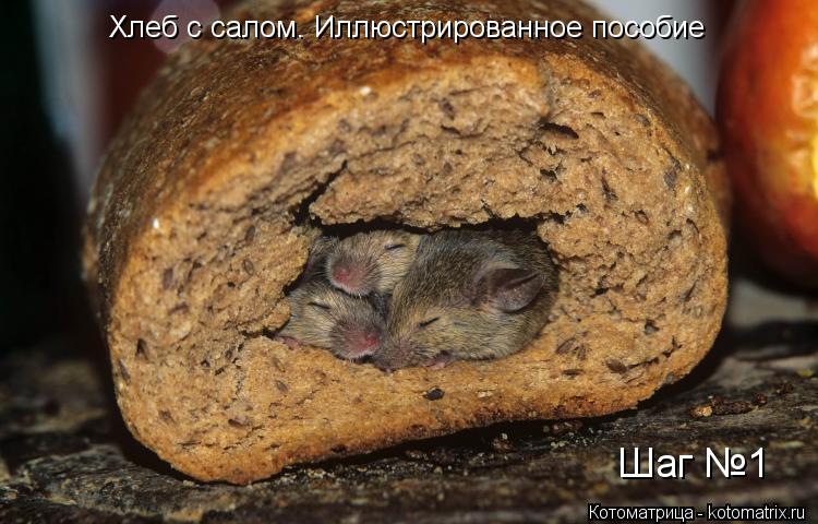 Котоматрица: Хлеб с салом. Иллюстрированное пособие Шаг №1