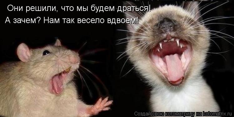 Они решили, что мы будем драться! А зачем? Нам так весело вдвоем!... Котоматрица: Они решили, что мы будем драться! А зачем? Нам так весело вдвоем!