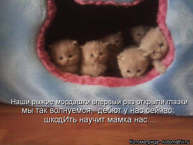 Котоматрица: Наши рыжие мордашки впервый раз открыли глазки  мы так волнуемся,  дебют у нас сейчас:  шкодИть научит мамка нас....