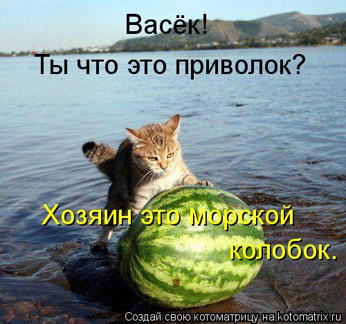 Котоматрица: Ты что это приволок? Васёк! Хозяин это морской колобок.