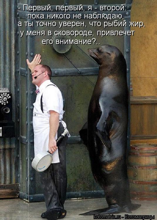 - Первый, первый, я - второй: пока никого не наблюдаю, а ты точно уверен, что рыбий жир, у меня в с... Котоматрица: - Первый, первый, я - второй: пока никого не наблюдаю, а ты точно уверен, что рыбий жир, у меня в сковороде, привлечет его внимание?..