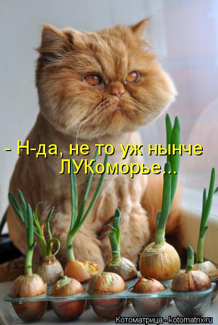 Котоматрица: - Н-да, не то уж нынче ЛУКоморье...