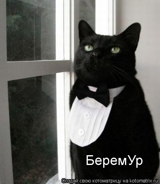БеремУр... Котоматрица: БеремУр
