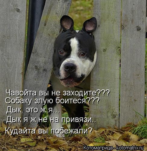 Котоматрица: Чавойта вы не заходите??? Собаку злую боитеся??? Дык, это ж я... Дык я ж не на привязи.. Кудайта вы побежали?