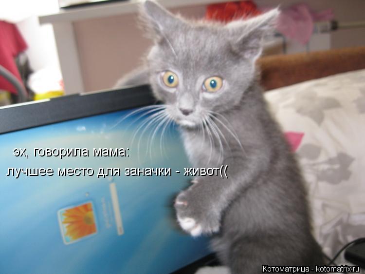Котоматрица: эх, говорила мама: лучшее место для заначки - живот((
