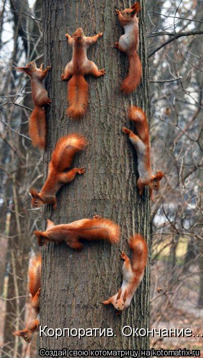 Корпоратив. Окончание...... Котоматрица: Корпоратив. Окончание...
