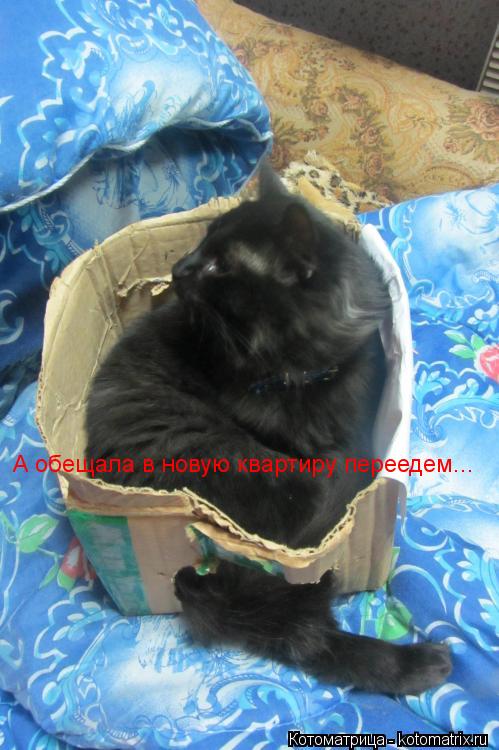 А обещала в новую квартиру переедем...... Котоматрица: А обещала в новую квартиру переедем...