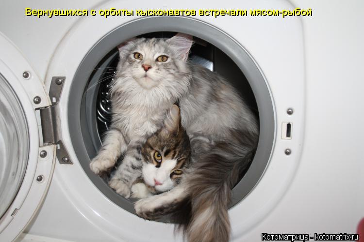 Котоматрица: Вернувшихся с орбиты кысконавтов встречали мясом-рыбой