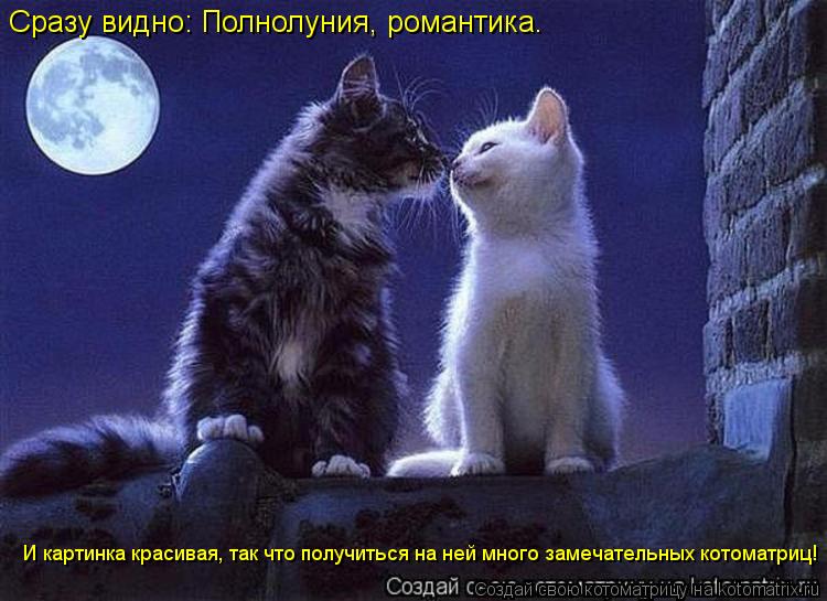 Котоматрица: Сразу видно: Полнолуния, романтика. И картинка красивая, так что получиться на ней много замечательных котоматриц!