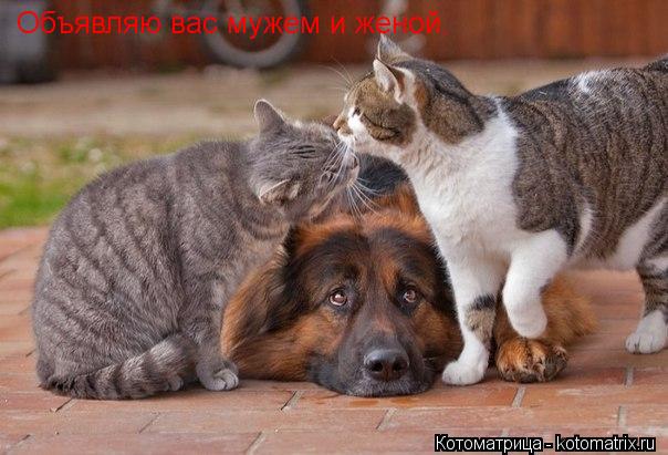 Объявляю вас мужем и женой.... Котоматрица: Объявляю вас мужем и женой.