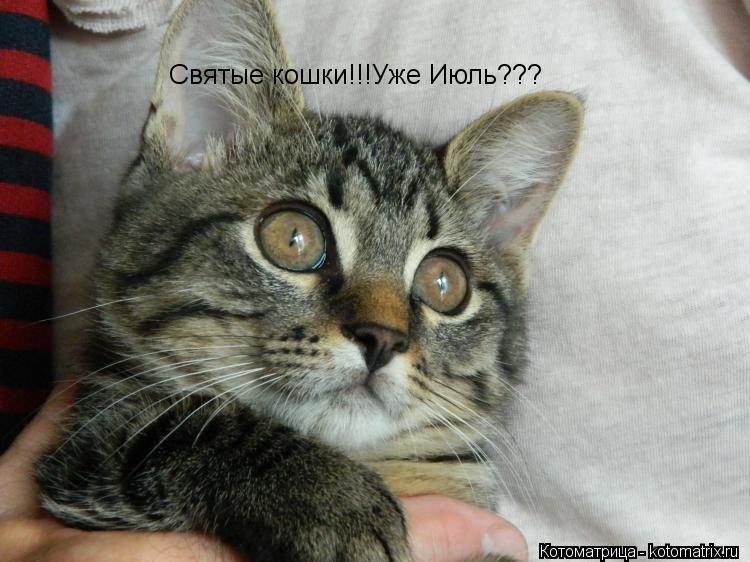 Котоматрица: Святые кошки!!!Уже Июль???
