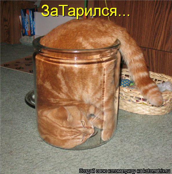 ЗаТарился...... Котоматрица: ЗаТарился...