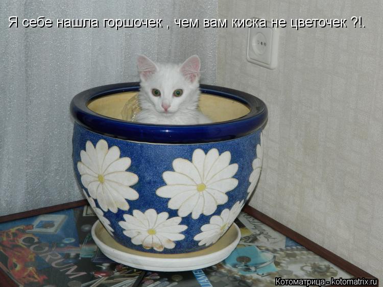 Я себе нашла горшочек , чем вам киска не цветочек ?!.... Котоматрица: Я себе нашла горшочек , чем вам киска не цветочек ?!.