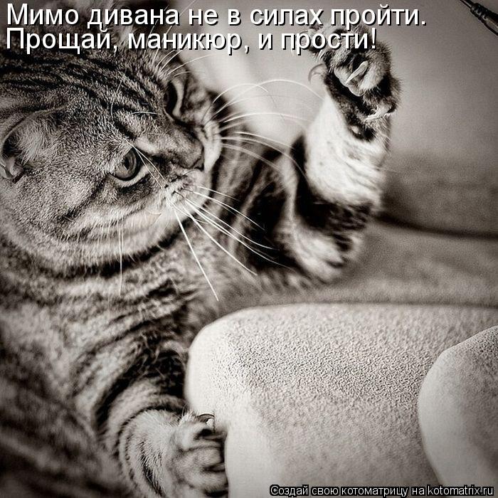 Котоматрица: Мимо дивана не в силах пройти. Прощай, маникюр, и прости!