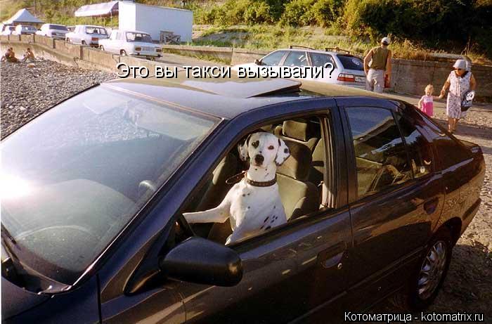 Это вы такси вызывали?... Котоматрица: Это вы такси вызывали?