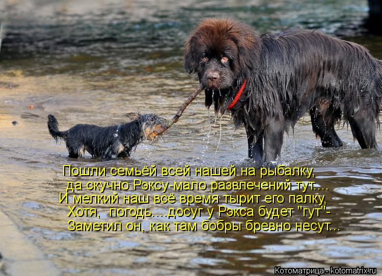Котоматрица: Пошли семьёй всей нашей на рыбалку, да скучно Рэксу-мало развлечений тут.... И мелкий наш всё время тырит его палку, Хотя,  погодь....досуг у Рэк