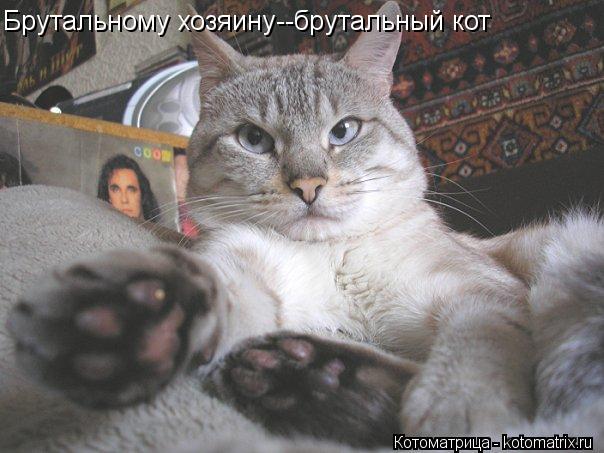 Брутальному хозяину--брутальный кот... Котоматрица: Брутальному хозяину--брутальный кот