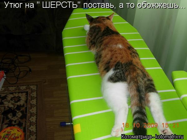 Котоматрица: Утюг на " ШЕРСТЬ" поставь, а то обожжешь...