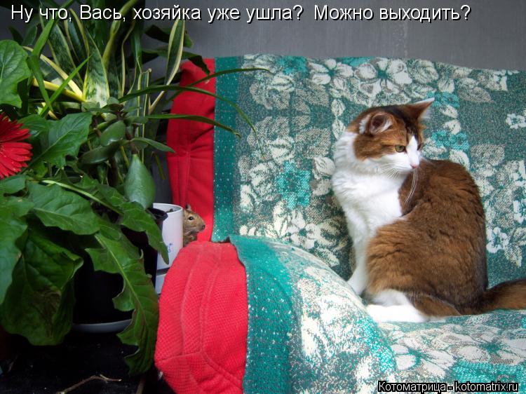 Котоматрица: Ну что, Вась, хозяйка уже ушла? Можно выходить?