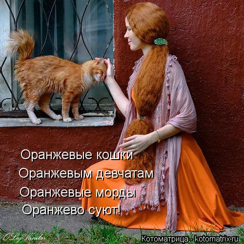 Оранжевые кошки Оранжевым девчатам Оранжевые морды Оранжево суют!... Котоматрица: Оранжевые кошки Оранжевым девчатам Оранжевые морды Оранжево суют!
