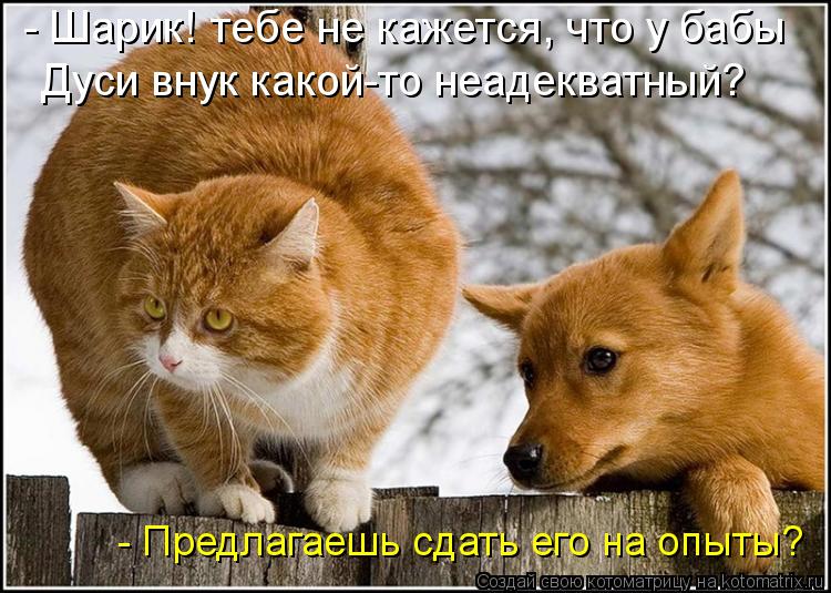 Котоматрица: - Шарик! тебе не кажется, что у бабы Дуси внук какой-то неадекватный? - Предлагаешь сдать его на опыты?