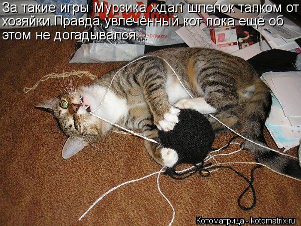 За такие игры Мурзика ждал шлепок тапком от хозяйки.Правда,увлечённый кот пока ещё об этом не догадыв... Котоматрица: За такие игры Мурзика ждал шлепок тапком от хозяйки.Правда,увлечённый кот пока ещё об этом не догадывался...