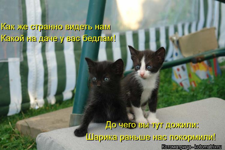Котоматрица: Как же странно видеть нам Какой на даче у вас бедлам! До чего вы тут дожили: Шарика раньше нас покормили!