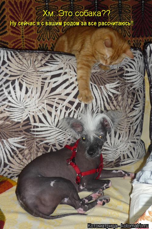 Хм..Это собака?? Ну сейчас я с вашим родом за все рассчитаюсь!!... Котоматрица: Хм..Это собака?? Ну сейчас я с вашим родом за все рассчитаюсь!!