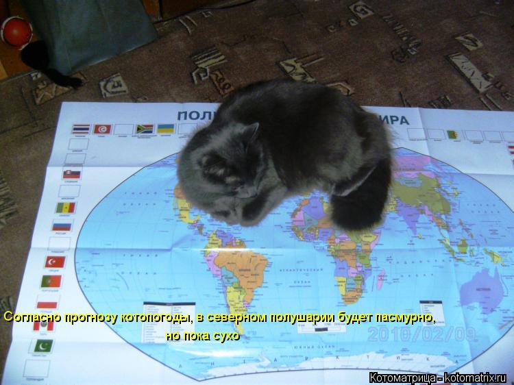 Котоматрица: Согласно прогнозу котопогоды, в северном полушарии будет пасмурно, но пока сухо