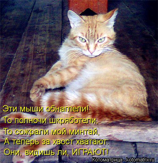 Котоматрица: Эти мыши обнаглели! То полночи шкряботели, То сожрали мой минтай, А теперь за хвост хватают: Они, видишь ли, ИГРАЮТ!