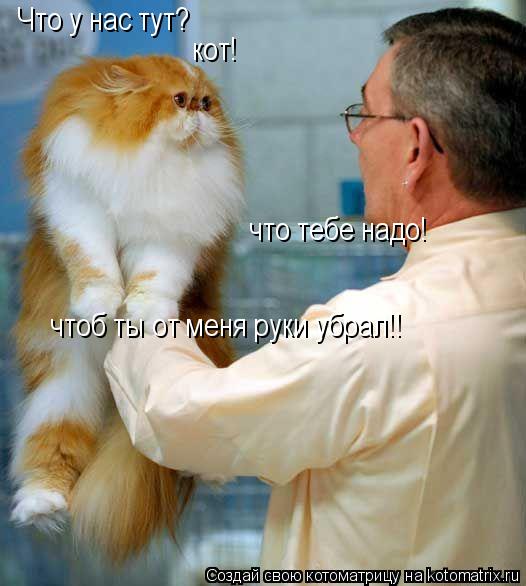 Что у нас тут? кот! что тебе надо! чтоб ты от меня руки убрал!!... Котоматрица: Что у нас тут? кот! что тебе надо! чтоб ты от меня руки убрал!!