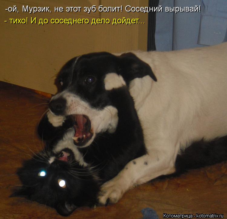 Котоматрица: -ой, Мурзик, не этот зуб болит! Соседний вырывай! - тихо! И до соседнего дело дойдет...