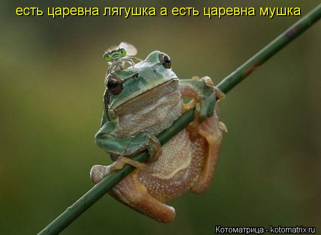 Котоматрица: есть царевна лягушка а есть царевна мушка