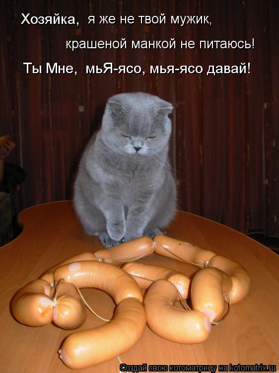 Котоматрица: Хозяйка,    я же не твой мужик,    крашеной манкой не питаюсь! Ты Мне,  мьЯ-ясо, мья-ясо давай!