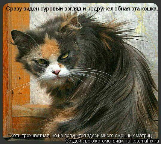 Котоматрица: Сразу виден суровый взгляд и недружелюбная эта кошка. Хоть трёхцветная, но не получится здесь много смешных матриц.