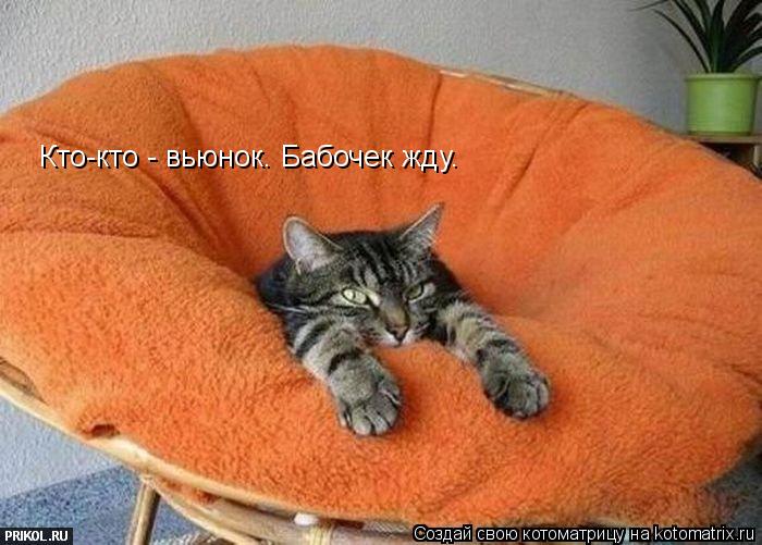 Кто-кто - вьюнок. Бабочек жду.... Котоматрица: Кто-кто - вьюнок. Бабочек жду.