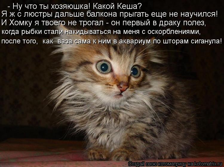 - Ну что ты хозяюшка! Какой Кеша? Я ж с люстры дальше балкона прыгать еще не научился! И Хомку я тво... Котоматрица: - Ну что ты хозяюшка! Какой Кеша? Я ж с люстры дальше балкона прыгать еще не научился! И Хомку я твоего не трогал - он первый в драку полез, ко