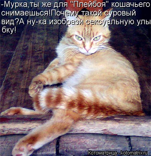 -Мурка,ты же для "Плейбоя" кошачьего снимаешься!Почему такой суровый вид?А ну-ка изобрази сексуальну... Котоматрица: -Мурка,ты же для "Плейбоя" кошачьего снимаешься!Почему такой суровый вид?А ну-ка изобрази сексуальную улы- бку!