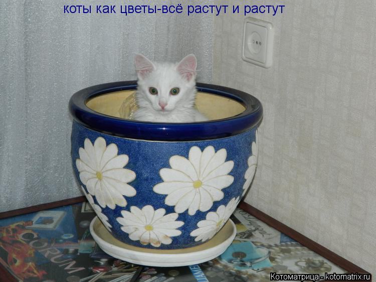 коты как цветы-всё растут и растут... Котоматрица: коты как цветы-всё растут и растут