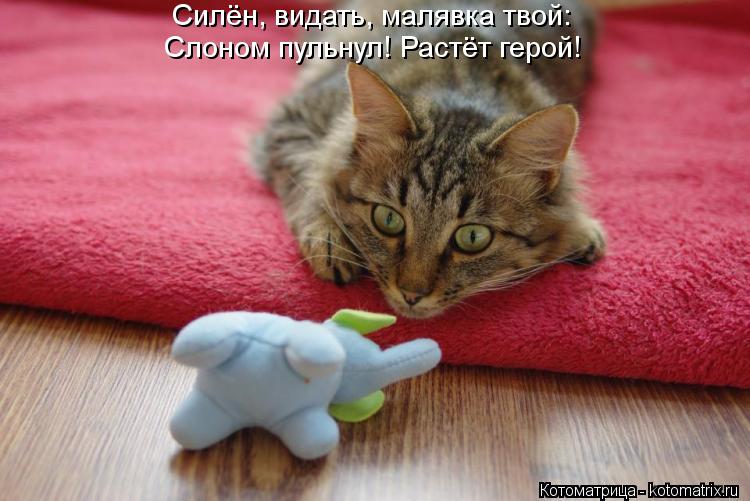 Котоматрица: Силён, видать, малявка твой: Слоном пульнул! Растёт герой!