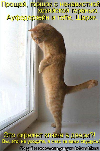 Котоматрица: Прощай, горшок с ненавистной хозяйской геранью. Ауфедерзейн и тебе, Шарик. Это скрежет ключа в двери?!  Вы, это, не уходите, я счас за вами спущ