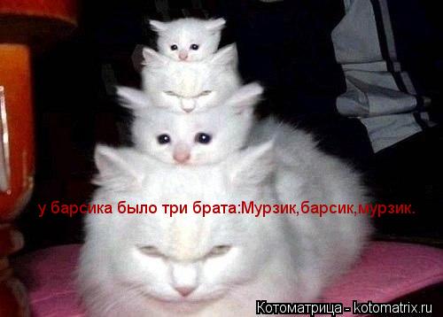 у барсика было три брата:Мурзик,барсик,мурзик.... Котоматрица: у барсика было три брата:Мурзик,барсик,мурзик.