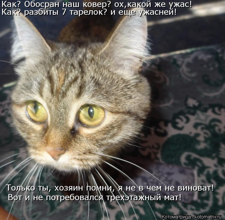 Котоматрица: Как? Обосран наш ковер? ох,какой же ужас! Как? разбиты 7 тарелок? и еще ужасней! Только ты, хозяин помни, я не в чем не виноват! Вот и не потребов