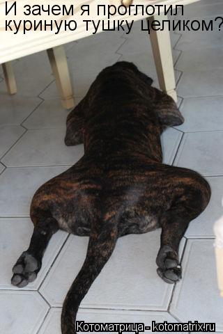 Котоматрица: И зачем я проглотил  куриную тушку целиком?