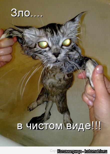 Котоматрица: Зло.... в чистом виде!!!
