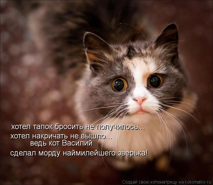 Котоматрица: хотел тапок бросить не получилось... хотел накричать не вышло... ведь кот Василий  сделал морду наймилейшего зверька!