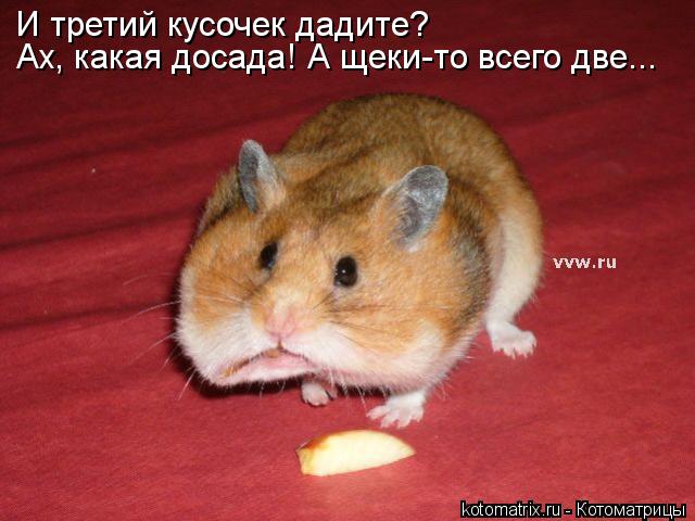 Котоматрица: Ах, какая досада! А щеки-то всего две... И третий кусочек дадите?